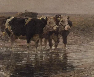 Cattle watering