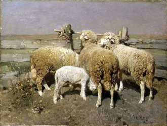 Sheep in a Pen