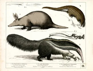 Aardvark, Anteater and Pangolin