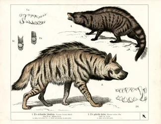 African Civet and Striped Hyena with Anatomical Details