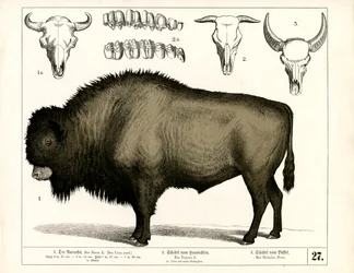 Aurochs and Skulls of Domestic Cattle and Buffalo