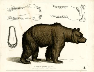 Brown Bear with Anatomical Details