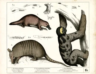 Exotic Mammals from South and Central America