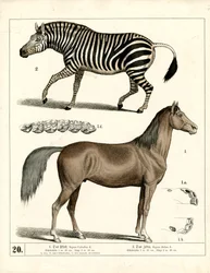 Horse and Zebra with Anatomical Details