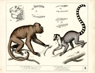 Monkey and Lemur: Red Howler Monkey and Ring-tailed Lemur