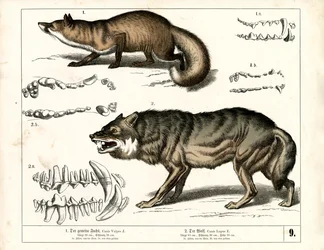 Red Fox and Wolf with Dental Representations