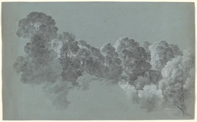 Forest Treetops Struck by Light