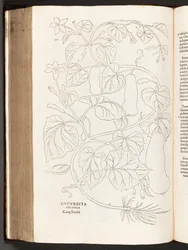 Courgette, illustration from De historia stirpium commentarii insignes by Leonhart Fuchs, 1542