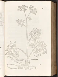 Wild Angelica, illustration from De historia stirpium commentarii insignes by Leonhart Fuchs, 1542