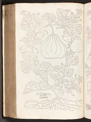 Gourd, illustration from De historia stirpium commentarii insignes by Leonhart Fuchs, 1542