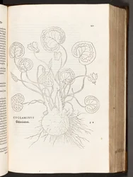 Cyclamen, illustration from De historia stirpium commentarii insignes by Leonhart Fuchs, 1542