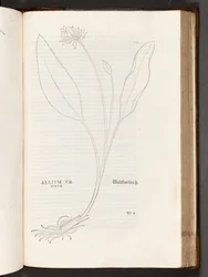 Allium, illustration from De historia stirpium commentarii insignes by Leonhart Fuchs, 1542
