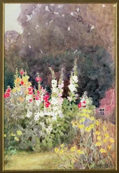 Hollyhocks