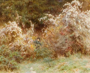 Travellers Joy: A Surrey Hedgerow