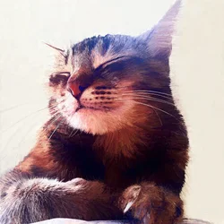 Cat That Got The Cream