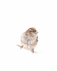 Female Sparrow III, 2022