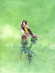 Goldfinch II, 2021