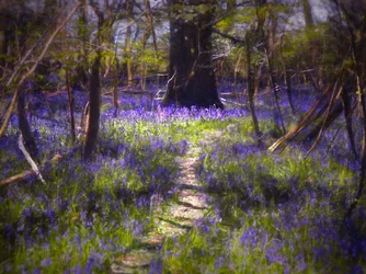 Light-Dappled Bluebells