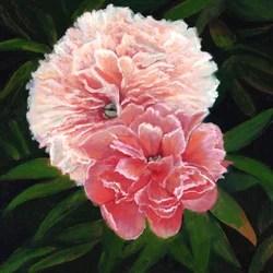 Magdalen College Peonies, 2023