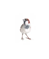 Male Sparrow III, 2022