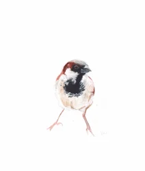 Male Sparrow I