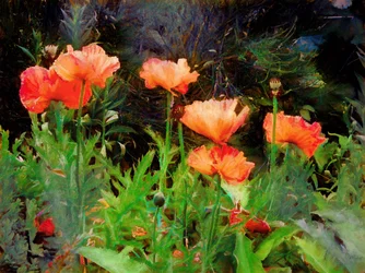 Peachy Poppies, 2020