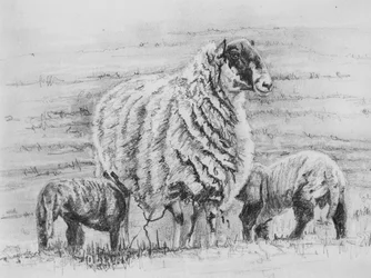 Proud ewe, 2012