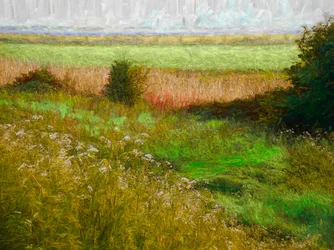 Summer Meadow