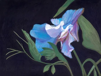 Sweet Pea