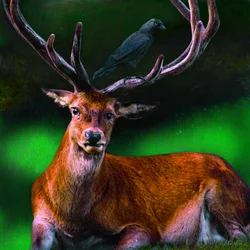 Symbiosis