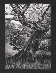 Venerable Oak