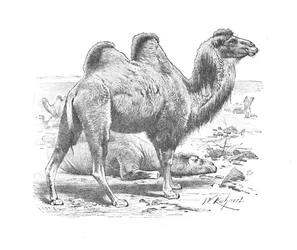 Bactrian Camel