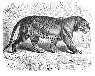 Bengal Tiger, c. 1900
