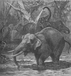 Indian Elephants Bathing