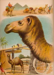 The Camel