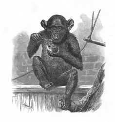 The Chimpanzee Sally