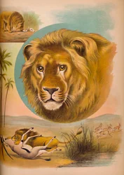 The Lion