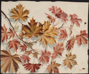 Maple Leaves