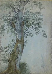 Study of a Tree