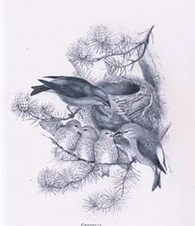 Crossbills, Nature in Britain