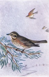 Redwing, Postcard, 1930s