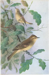 Willow Warbler, Postcard, 1930s