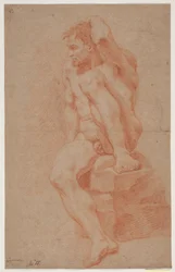 Male Model Study