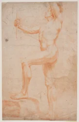 Male Model Study