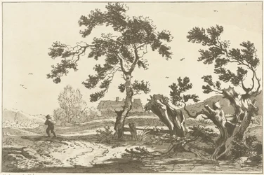 Trees Along a Road