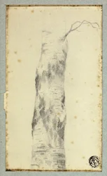 Sketch of Tree Trunk