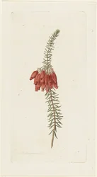 Flowers (Erica Mammosa)