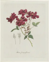Chinese Rose (Rosa chinensis Jacq.) (Rosa semperflorens)