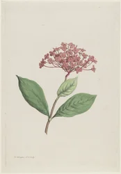 Jungle Geranium (Ixora coccinea)