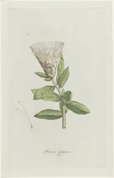 Protea (Protea calycina)